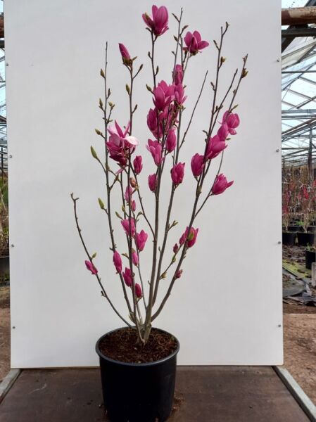 Magnolia 'Starburst'® / Magnolie 'Starburst'® 150-175 cm C20, mehrtriebiger Strauch im Container mit pinken Blütenknospen.