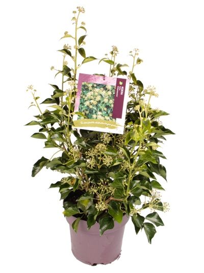 Strauch-Efeu 'Arborescens' - Hedera helix 'Arborescens' - Baumschule  NewGarden