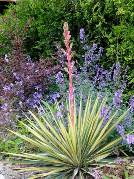 Yucca flaccida 'Golden Sword' / Palmlilie