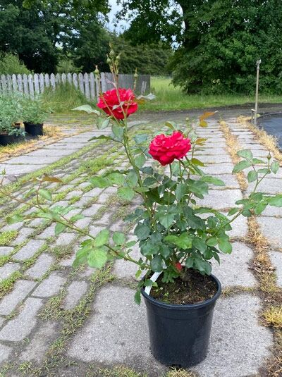 Beetrose Rosa 'Nina Weibull ®' im Topf C 4, grüne Blätter und mehrere rote Blüten am aufrechten Wuchs.