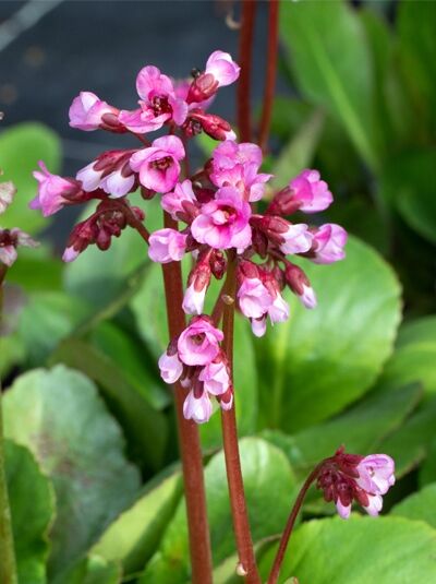 Bergenie, Riesensteinbrech 'Bartok' - Bergenia cordifolia 'Bartok'