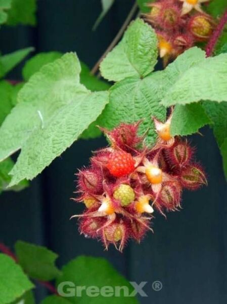 Japanische Weinbeere / Rotborstige Himbeere / Rubus phoenicolasius
