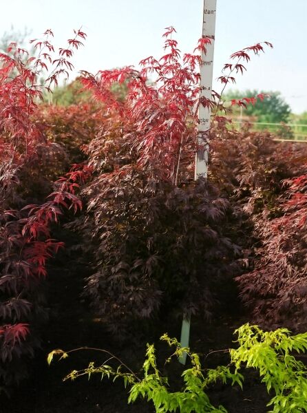 Japanischer Blut-Ahorn Acer palmatum 'Bloodgood' mit dunkelrotem Laub, Variante 175-200 cm m. Db. im Feldbestand