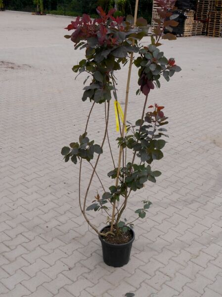 Violetter Perückenstrauch (Cotinus coggygria) 'Velvet Cloak', 80–100 cm, C15, mehrtriebige Pflanze im Topf mit dunkelrotem Laub