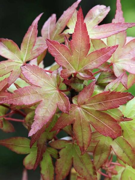 Acer palmatum 'Beni-hime' / Fächerahorn 'Beni-hime'