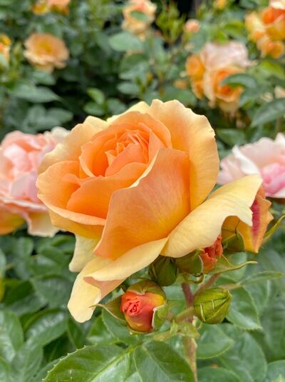 Beetrose Rosa „Hansestadt Rostock“ ® mit apricotfarbenen, halbgefüllten Blüten und grünen, glänzenden Blättern.