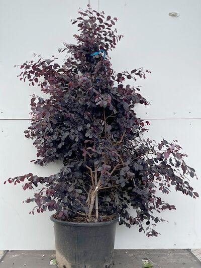 Loropetalum chinense 'Black Pearl'® / Riemenblüte 'Black Pearl'®, Strauch im Topf C35, 100-125 cm, dunkelpurpurnes Laub