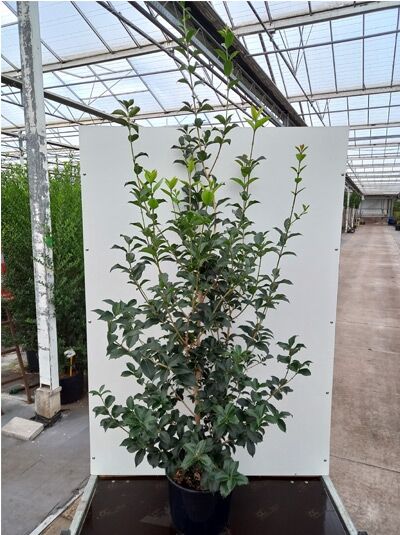 Osmanthus fortunei / Spätsommer-Duftblüte 100-125 cm C20, immergrüner Strauch im Container mit aufrechten Trieben und glänzenden Blättern