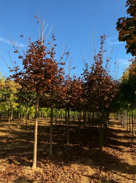 Spitz-Ahorn (Acer platanoides 'Royal Red') Hochstamm, rotbraunes Laub, in Baumschulreihe stehend.