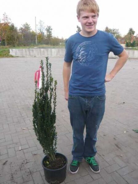 Japanische Säulen-Stechpalme (Ilex crenata 'Fastigiata') im Pflanztopf, schmal aufrecht wachsend, 80–100 cm, C10