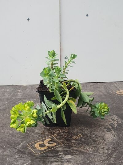 Euphorbia myrsinites (Warzenwolfsmilch) im P9 Topf, sukkulente Triebe mit blaugrünen, dichten Blättern und grünlichen Blütenständen.
