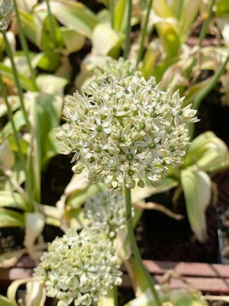 Allium nigrum / Schwarzer Lauch