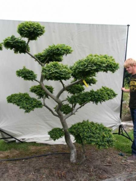 Garten-Bonsai (101197) / Ulmus minor 'Jacqueline Hillier' H: 210 cm B: 180 cm
