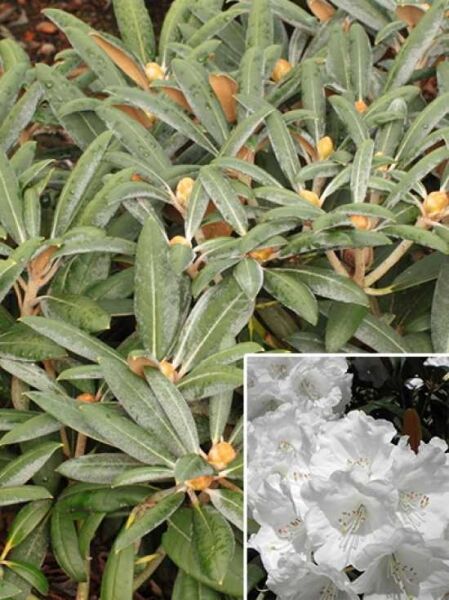 Rhododendron galactinum x yakuschimanum 'White Dane' / Rhododendron 'White Dane' mit schmalen, immergrünen Blättern und Knospen, weiße Blüten (Detail)