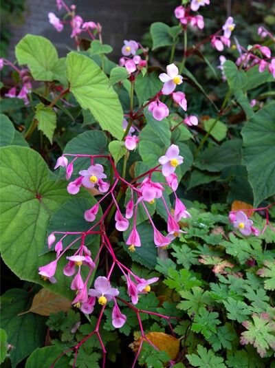 Japanisches Schiefblatt, Stauden-Begonie - Begonia grandis var. evansiana