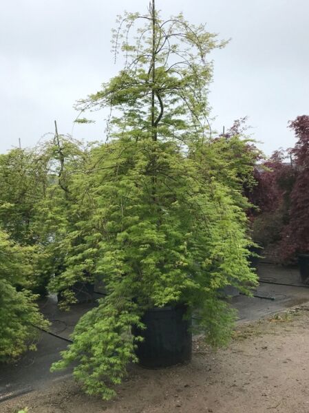 Fächerahorn/Japanischer Ahorn Acer palmatum 'Emerald Lace' 250-300 cm C150, mehrstämmiger Baum im Container mit hellgrünem Laub