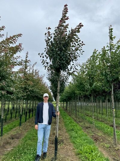 Zierapfel 'Mokum' / Zierapfel 'Mokum'