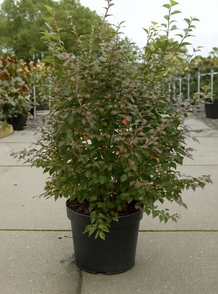 Prunus incisa 'Kojou-no-mai' (Frühkirsche), buschiger Strauch im Topf, 60–80 cm, Container C20, grünes Laub