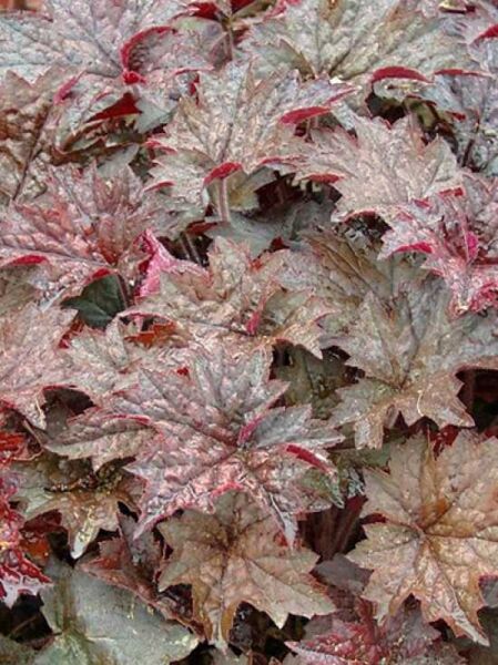 Purpurglöckchen 'Molly Bush' / Heuchera micrantha 'Molly Bush'