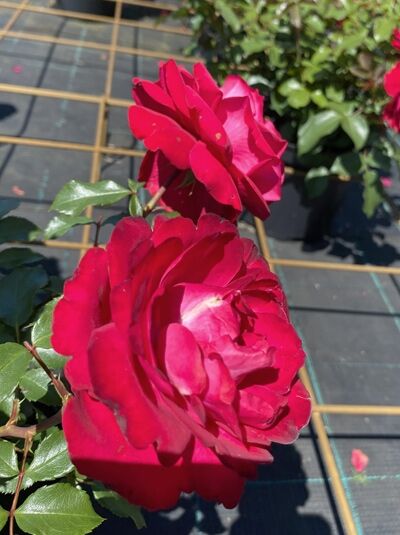 Rosa 'Rouge Meilove'® / Beetrose 'Rouge Meilove'® mit gefüllten, dunkelroten Blüten und grünem Laub