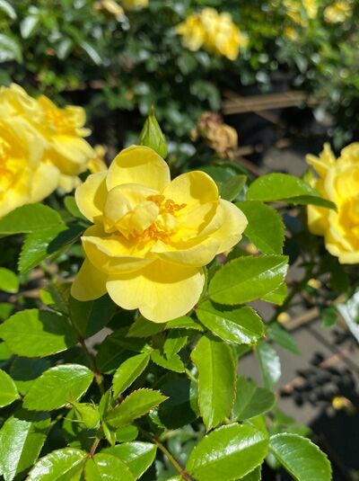 Rosa 'Loredo ®' – Bodendeckerrose 'Loredo' mit gelber Blüte und grünem Laub am Trieb