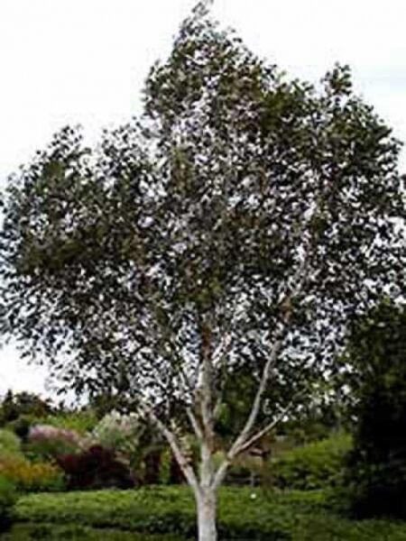 Betula utilis 'Doorenbos' / Weißrindige Himalaja-Birke