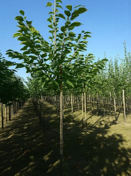 Prunus avium 'Regina' / Süßkirsche 'Regina' Hochstamm 12-14 StU mit Drahtballen, junger Baum mit grünen Blättern