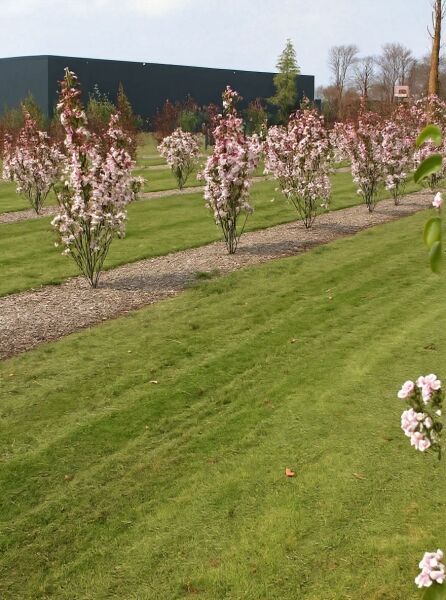 Zierapfel 'Red Sentinel' mehrstämmig / Zierapfel 'Red Sentinel' mehrstämmig