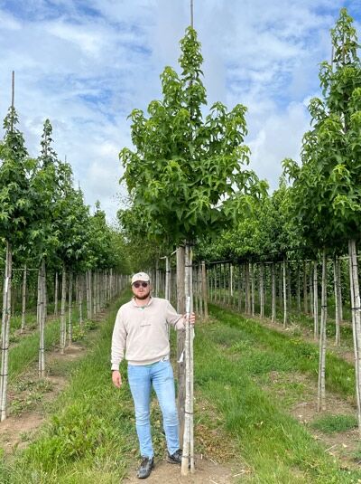 Liquidambar styraciflua 'Lane Roberts' / Amberbaum 'Lane Roberts' Hochstamm, schlanker Stamm mit Krone im Feldanbau