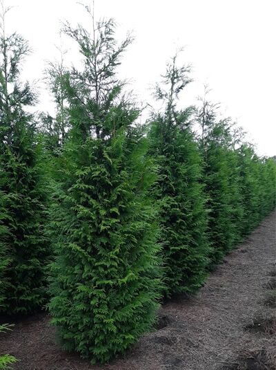 Lebensbaum 'Martin'  / Thuja plicata 'Martin'