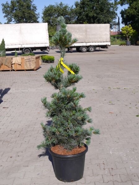 Pinus parviflora 'Glauca' / Blaue Mädchen-Kiefer, 125-150 cm, C20 im Topf, aufrecht wachsend mit blauen Nadeln