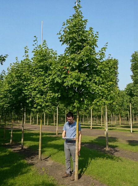 Kolchischer Blut-Ahorn (Acer cappadocicum 'Rubrum') Hochstamm 25-30 StU mit dicht belaubter Krone im Baumschulquartier.