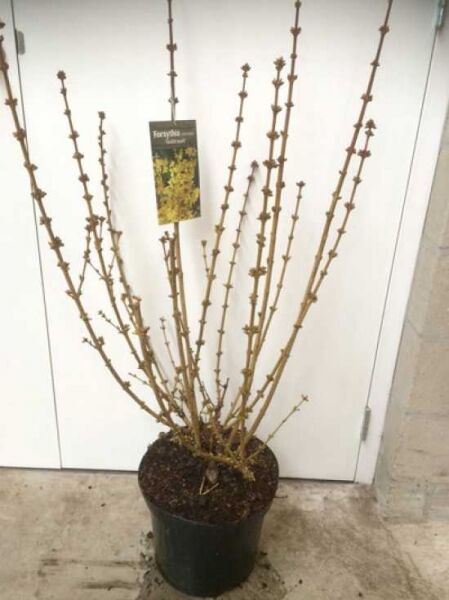 Forsythia 'Goldrausch' / Goldglöckchen 'Goldrausch' 80-100 cm C12, mehrtriebiger Strauch im Container mit Knospenansatz