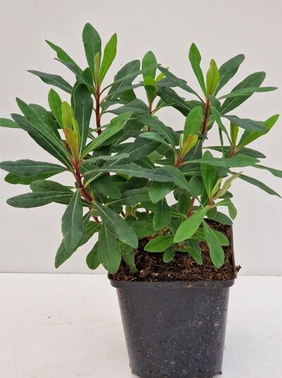 Rotblättrige Wolfsmilch Euphorbia amygdaloides 'Ruby Glow ®' P9 im Topf, aufrechte Triebe mit schmalen grünen Blättern.