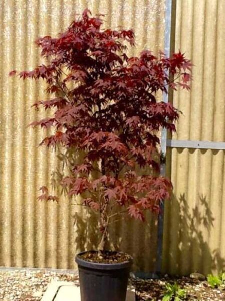 Japanischer Blut-Ahorn Acer palmatum 'Bloodgood', Fächerahorn 125-150 cm C20, rotes Laub im Topf, mehrstämmig gewachsen