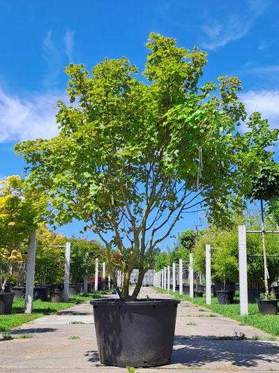 Acer platanoides x amplum 'Ample Surprise' / Kompakter Ahorn 'Ample Surprise' 250-300 cm im Container, mehrstämmig mit grünem Laub