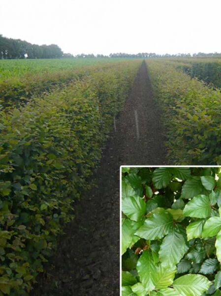 Rot-Buche (Fagus sylvatica) Fertighecke, Heckenelement 150 cm, Reihenpflanzung mit dichtem Laub und grünem Austrieb.