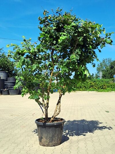 Eisenholzbaum 'Bella' merhstämmig 200-250 cm / Parrotia persica 'Bella' Schirmform (1577180)