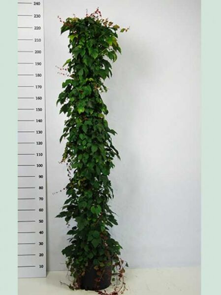 Parthenocissus tricuspidata 'Veitchii' / Dreilappige Jungfernrebe 'Veitchii', rankende Pflanze im Container, 200–250 cm, C20