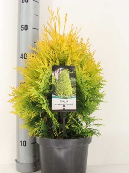 Thuja occidentalis 'Sunkist' / Lebensbaum 'Sunkist'