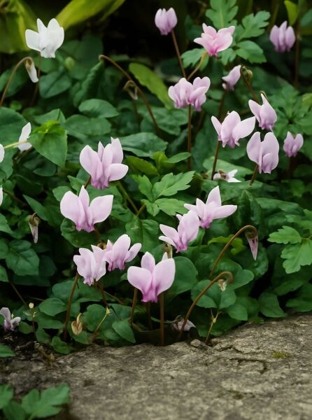 Herbst-Alpenveilchen Cyclamen hederifolium 'Rosenteppich' mit zartrosa Blüten über grünem Laub im Beet.