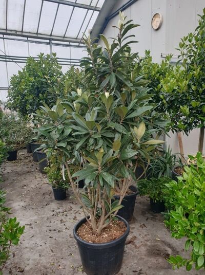 Japanische Wollmispel / Loquat / Japanische Wollmispel / Loquat