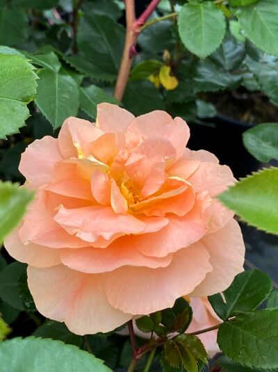 Rosa 'Schöne vom See'® / Beetrose 'Schöne vom See'® mit apricotfarbenen, gefüllten Blüten und grünem Laub