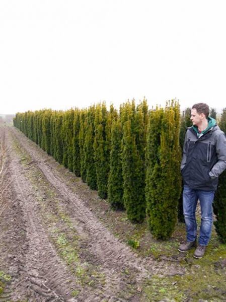 Gelbe Säulen-Eibe / Gelbe Säulen-Eibe