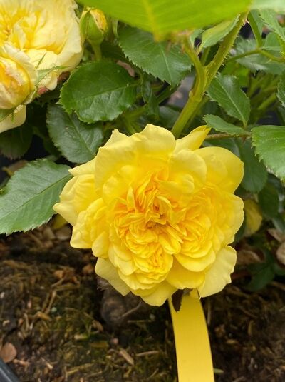 Rosa 'Yellow Meilove' / Strauchrose 'Yellow Meilove' mit gelber, gefüllter Blüte und grünem Laub