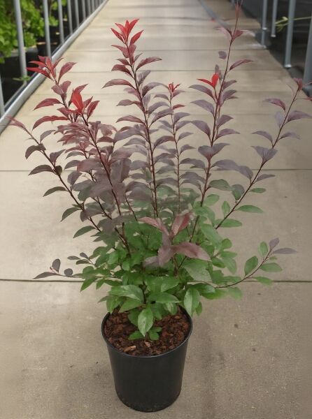 Prunus cistena / Zwerg-Blut-Pflaume 80-100 cm C12, mehrtriebiger Strauch im Topf mit dunkelrotem Laub und grüner Basis