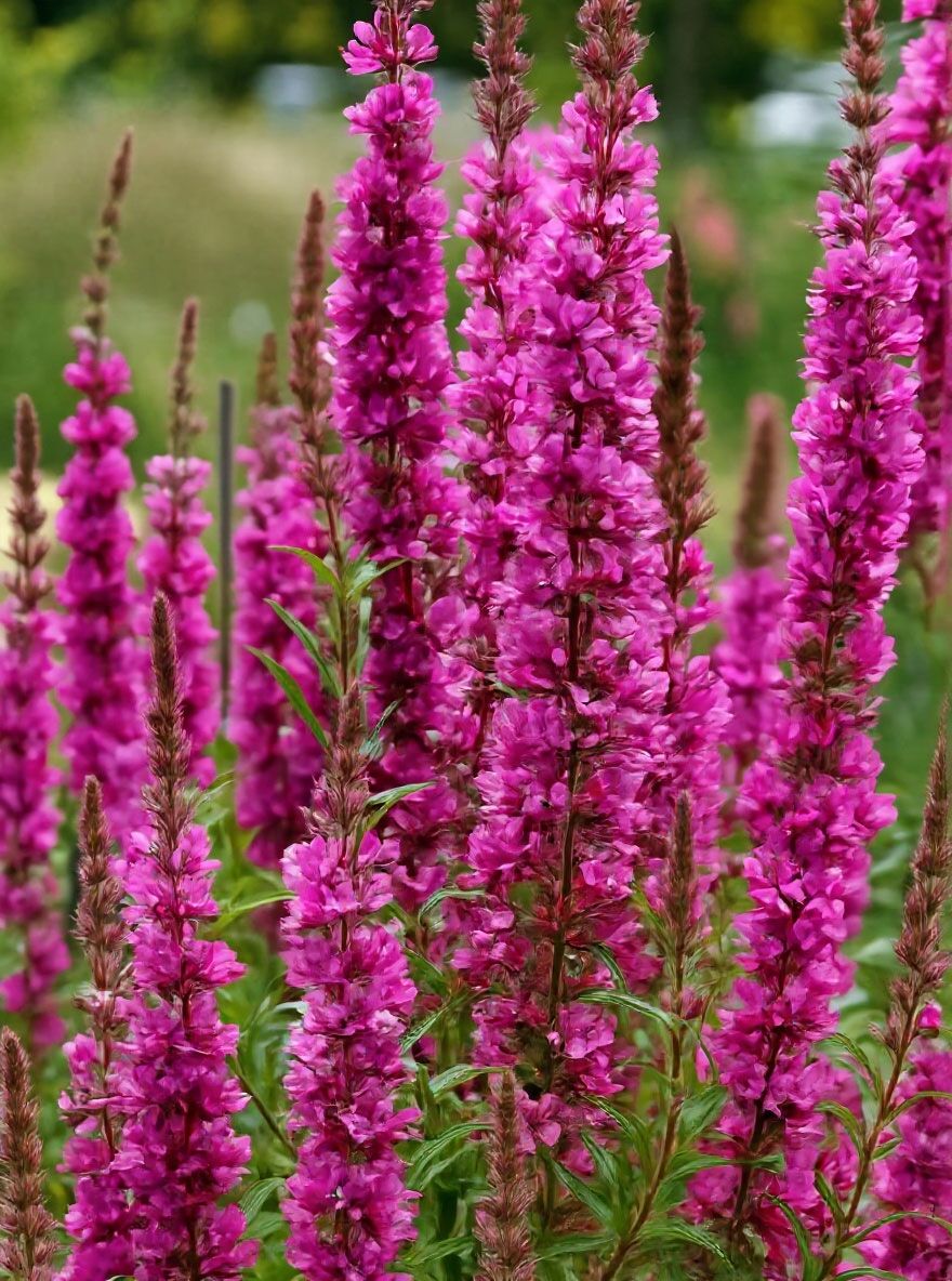 Blut-Weiderich 'Zigeunerblut' - Lythrum salicaria 'Zigeunerblut' -  Baumschule NewGarden