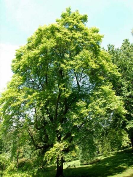 Sauerbaum / Oxydendrum arboreum