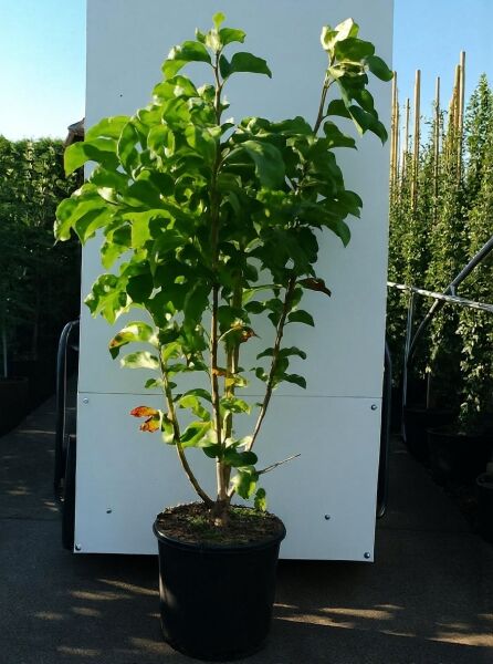 Magnolia 'Daybreak' / Magnolie 'Daybreak', 125-150 cm, im C20-Topf, mehrtriebiger Jungbaum mit grünem Laub.