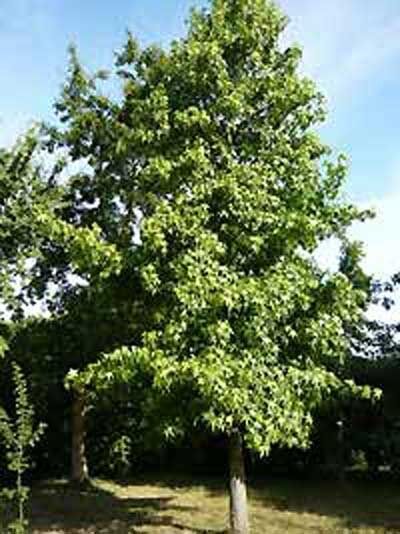 Amberbaum 'Dachform/Dachspalier'